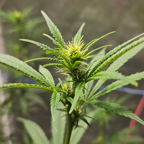 Witch Crack growlog timeline photo