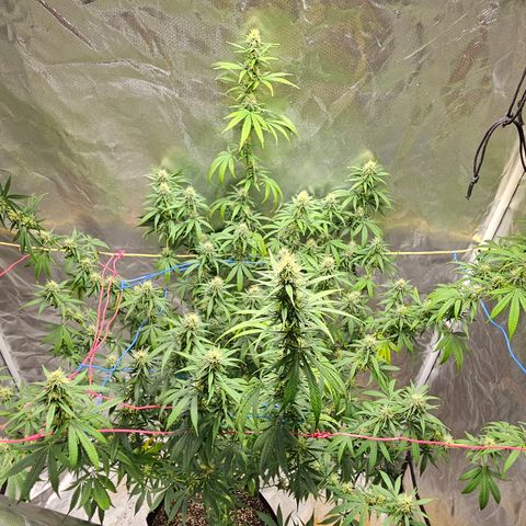 Witch Crack growlog timeline photo