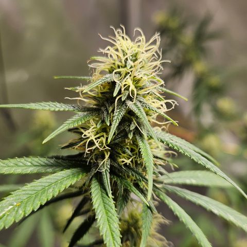 Witch Crack growlog timeline photo