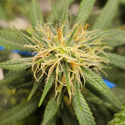 Witch Crack growlog timeline photo