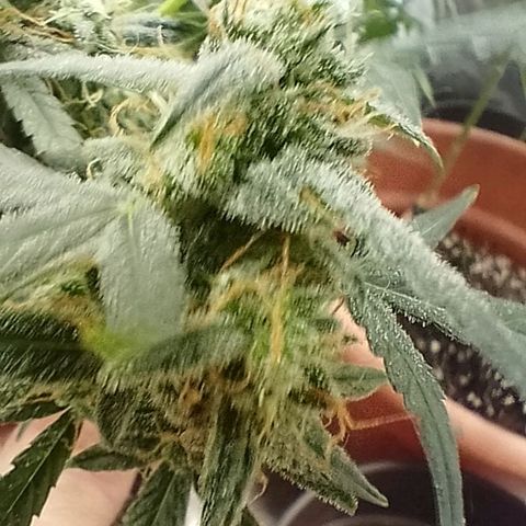 Pandora growlog timeline photo