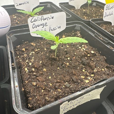 California Orange Links vorne growlog timeline photo