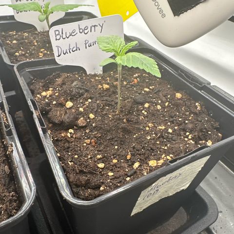Blueberry Rechts vorne growlog timeline photo