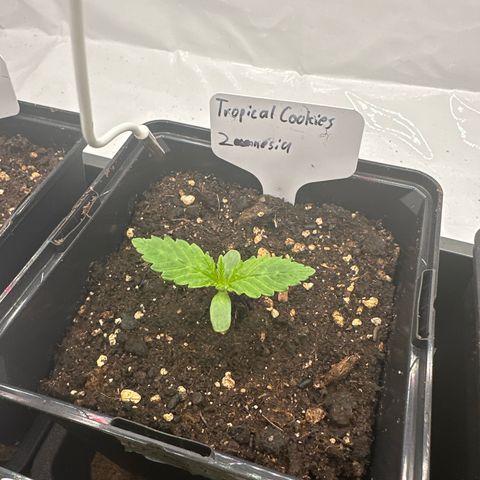 Tropical Cookies Links Hinten growlog timeline photo