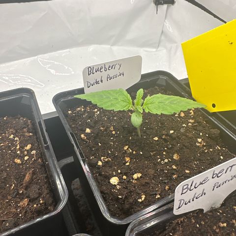 Blueberry Rechts hinten growlog timeline photo