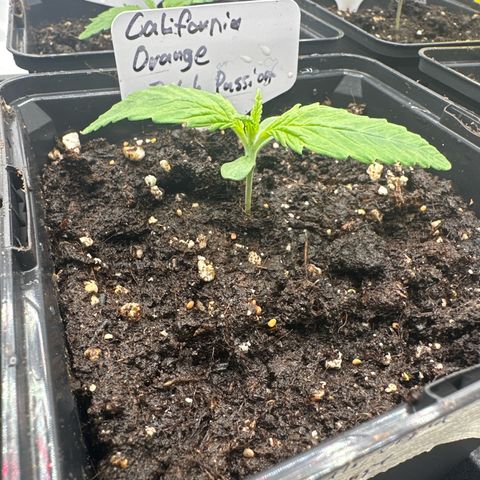 California Orange Links vorne growlog timeline photo