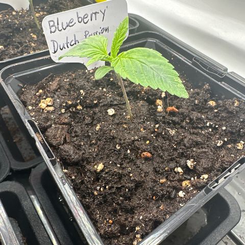Blueberry Rechts vorne growlog timeline photo