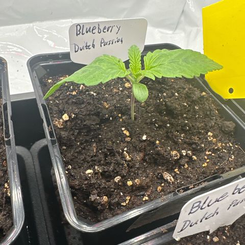 Blueberry Rechts hinten growlog timeline photo