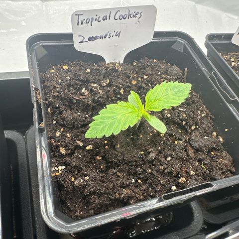Tropical Cookies Links Hinten growlog timeline photo
