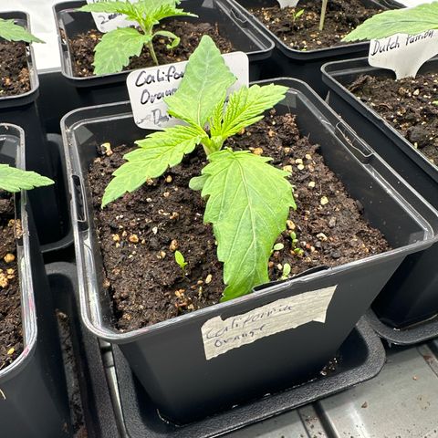 California Orange Links vorne growlog timeline photo