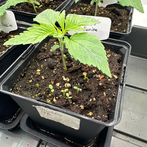 Blueberry Rechts vorne growlog timeline photo