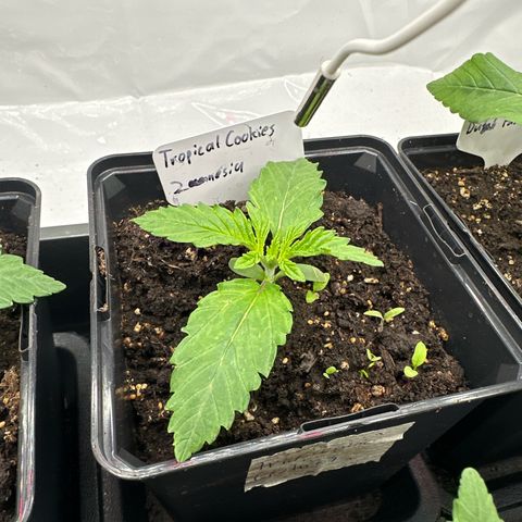 Tropical Cookies Links Hinten growlog timeline photo