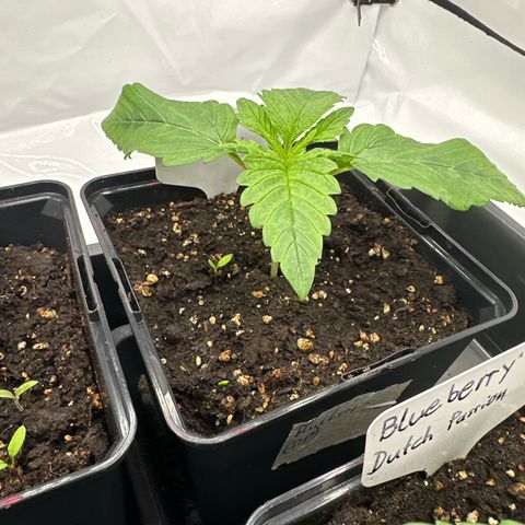 Blueberry Rechts hinten growlog timeline photo