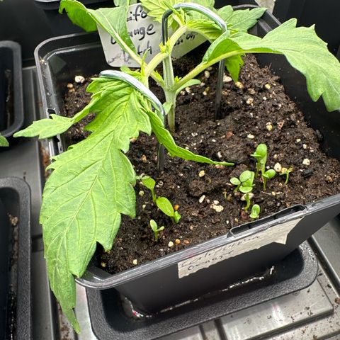 California Orange Links vorne growlog timeline photo