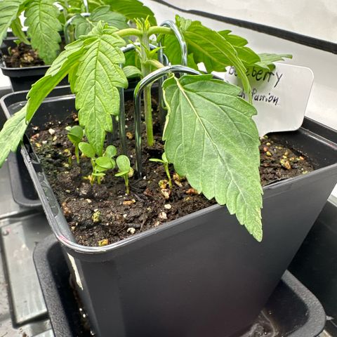 Blueberry Rechts vorne growlog timeline photo