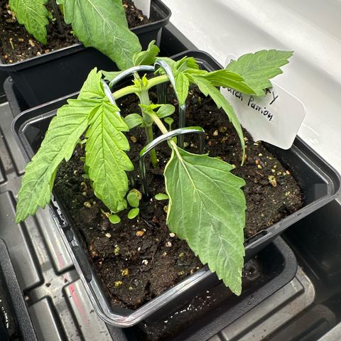 Blueberry Rechts vorne growlog timeline photo