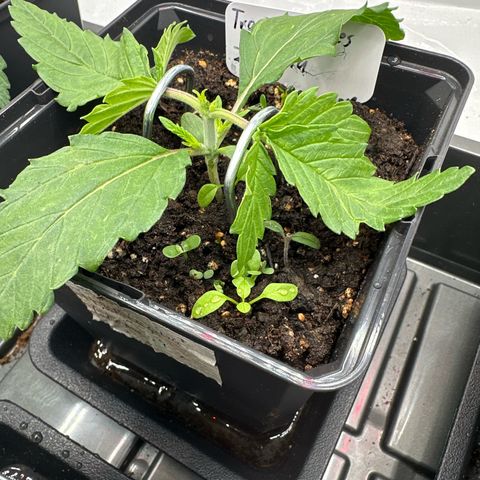 Tropical Cookies Links Hinten growlog timeline photo