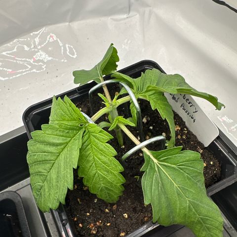 Blueberry Rechts hinten growlog timeline photo