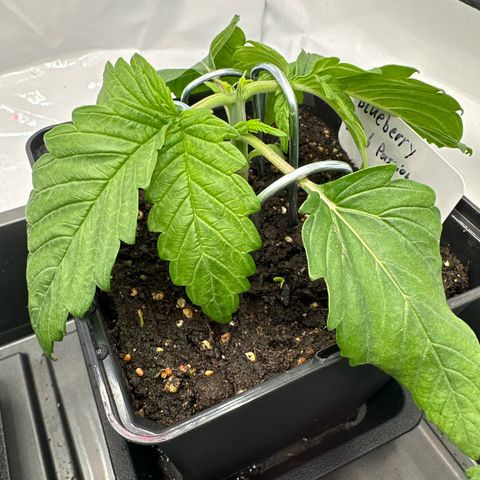 Blueberry Rechts hinten growlog timeline photo
