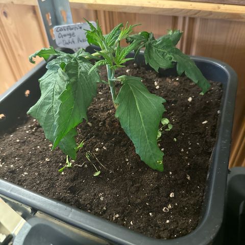 California Orange Links vorne growlog timeline photo