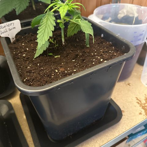 Blueberry Rechts vorne growlog timeline photo