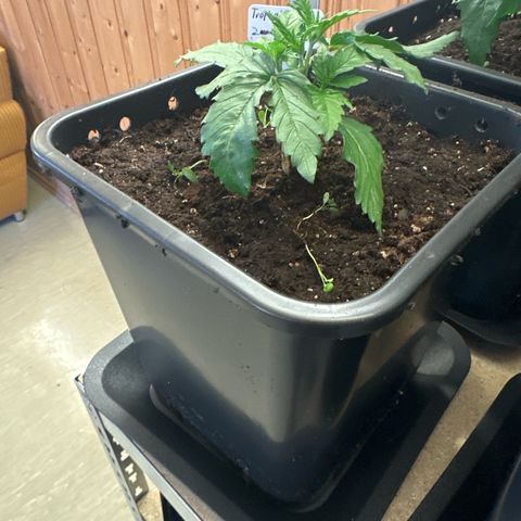 Tropical Cookies Links Hinten growlog timeline photo