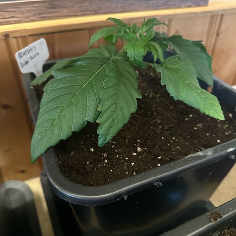 Blueberry Rechts hinten growlog timeline photo