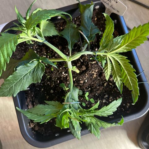 California Orange Links vorne growlog timeline photo