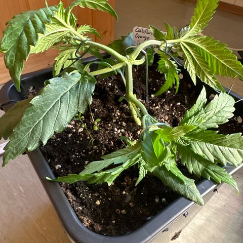 California Orange Links vorne growlog timeline photo