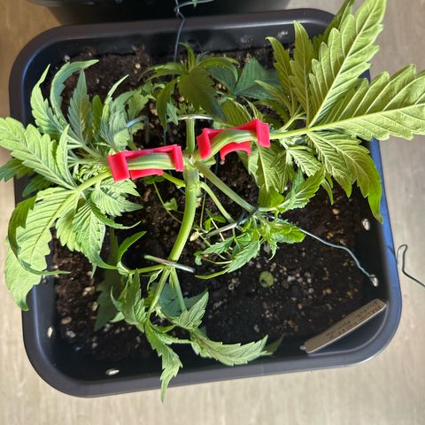 Blueberry Rechts vorne growlog timeline photo