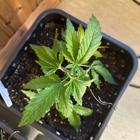 Tropical Cookies Links Hinten growlog timeline photo
