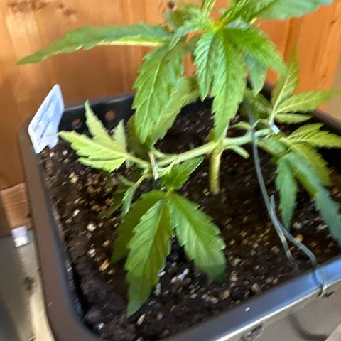 Tropical Cookies Links Hinten growlog timeline photo