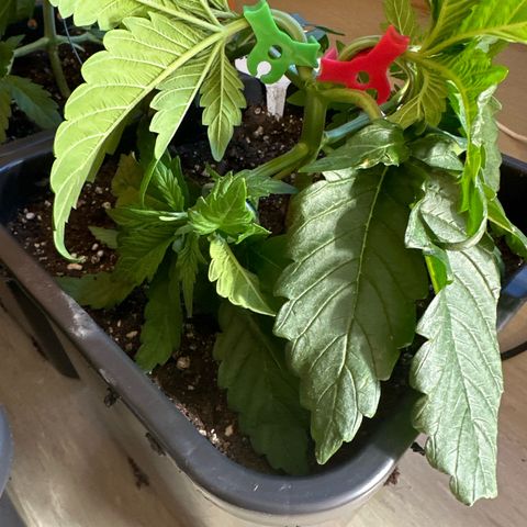Blueberry Rechts hinten growlog timeline photo