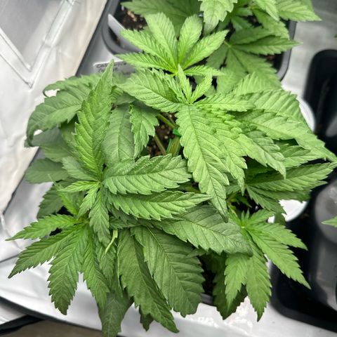 California Orange Links vorne growlog timeline photo