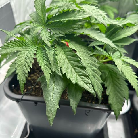 California Orange Links vorne growlog timeline photo
