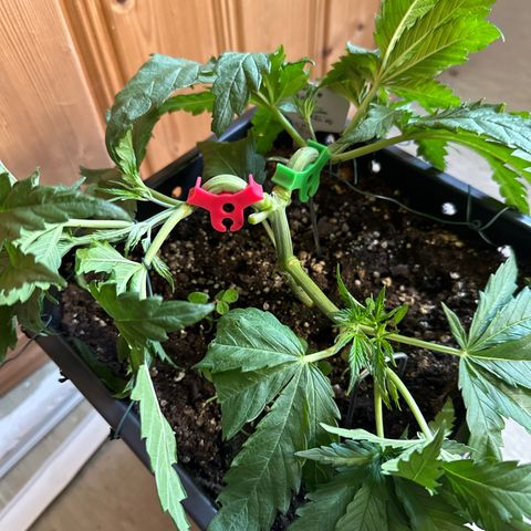 California Orange Links vorne growlog timeline photo