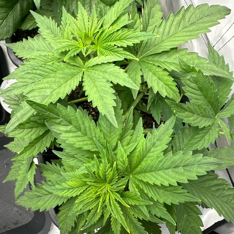 Blueberry Rechts vorne growlog timeline photo