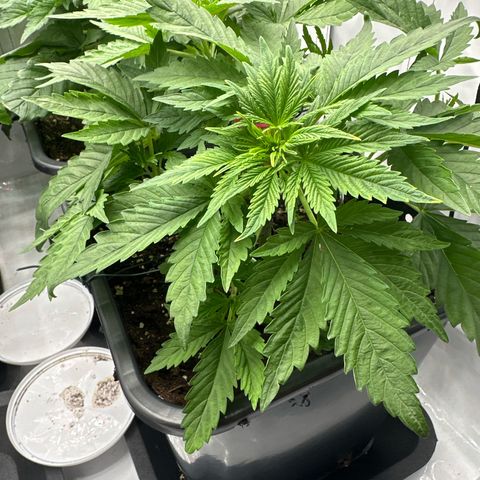Blueberry Rechts vorne growlog timeline photo