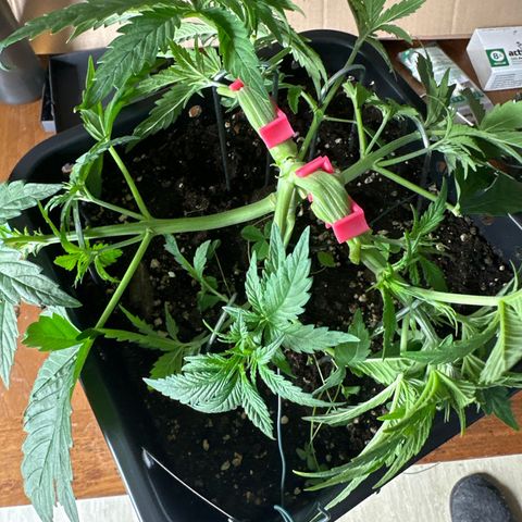 Blueberry Rechts vorne growlog timeline photo