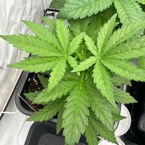 Tropical Cookies Links Hinten growlog timeline photo