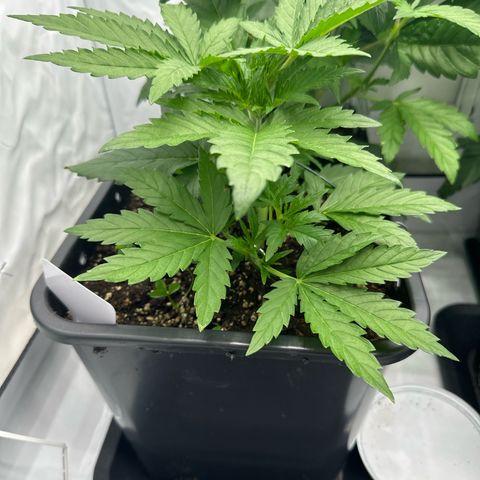 Tropical Cookies Links Hinten growlog timeline photo