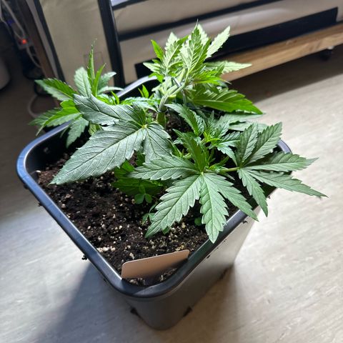Tropical Cookies Links Hinten growlog timeline photo