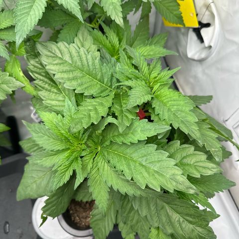 Blueberry Rechts hinten growlog timeline photo