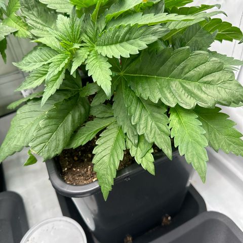 Blueberry Rechts hinten growlog timeline photo
