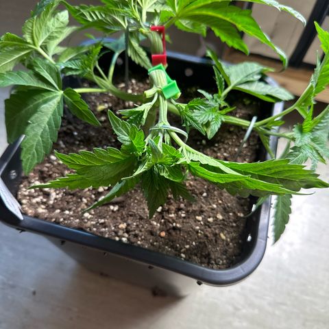 Blueberry Rechts hinten growlog timeline photo