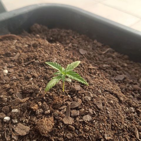 Hyperion growlog timeline photo
