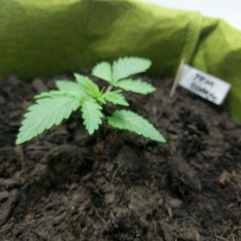 Californian Orange growlog photo: Ziet er goed uit 