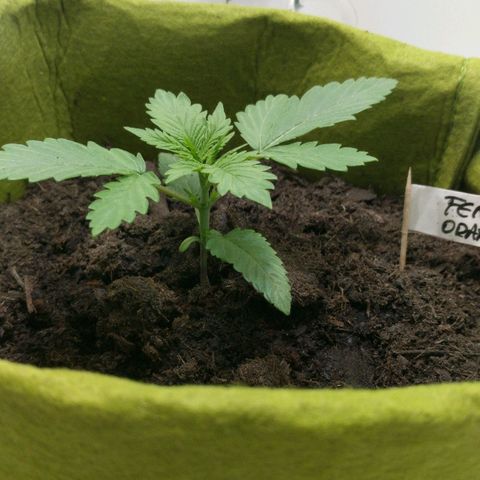 Californian Orange growlog timeline photo
