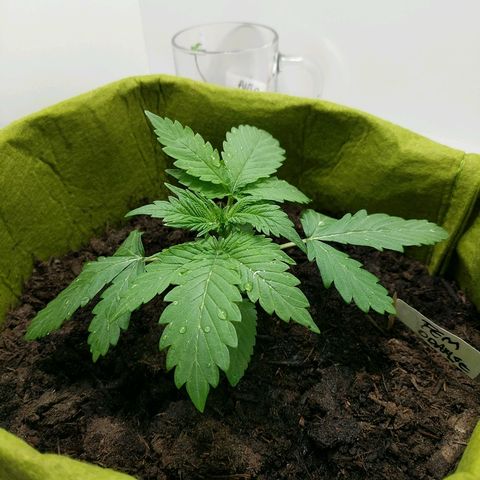 Californian Orange growlog timeline photo