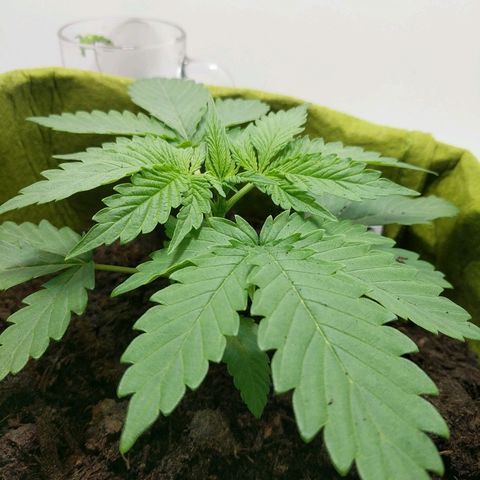 Californian Orange growlog timeline photo
